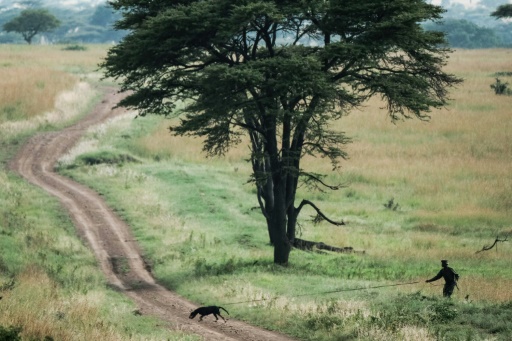 Braconnage Dans la savane kényane le chien est le meilleur ami des