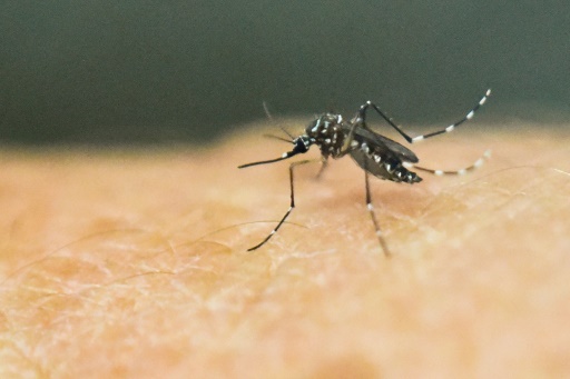 moustique-aedes