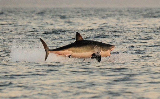 Egypte: un touriste italien tué par un requin en mer Rouge