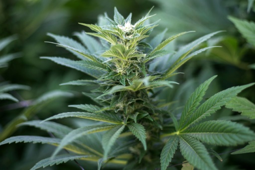 cannabis