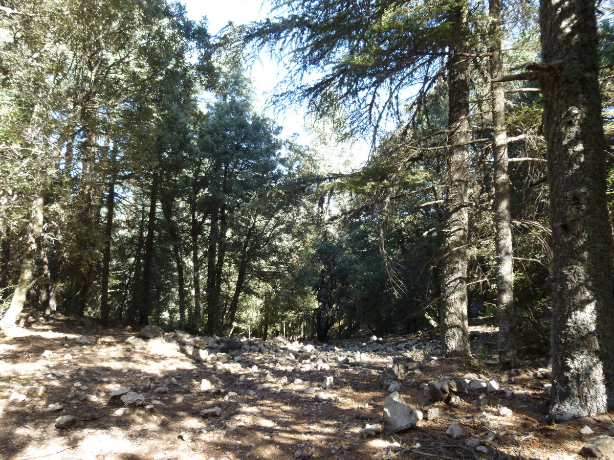 foret atlas