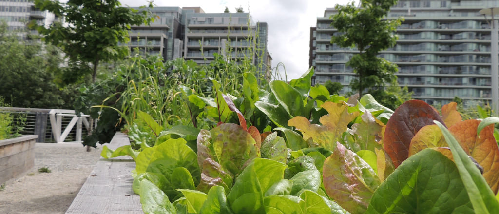 agriculture-urbaine