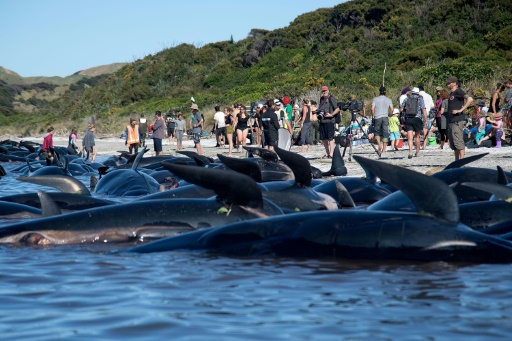 Baleines