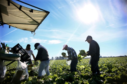 Des paysans mexicains récoltent des laitues dans un champ à côté de Brawley, municipalité de la vallée impériale (Carlifornie)