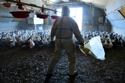 Un agriculteur du sud-ouest s’apprête à abattre des canards en prévention de la grippe aviaire