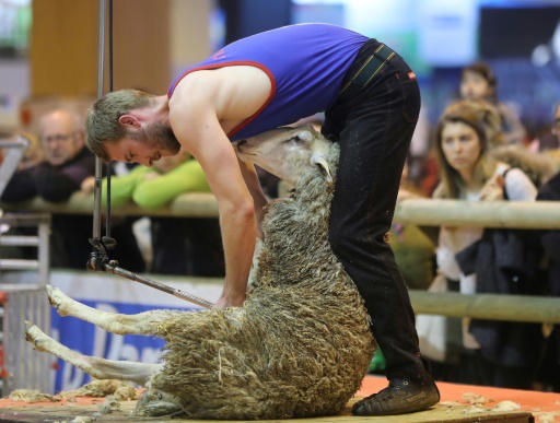 Le champion de France 2016 de la tonte mécanique de mouton, Loic Leygonie