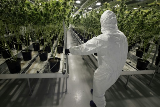 culture du cannabis au Canada