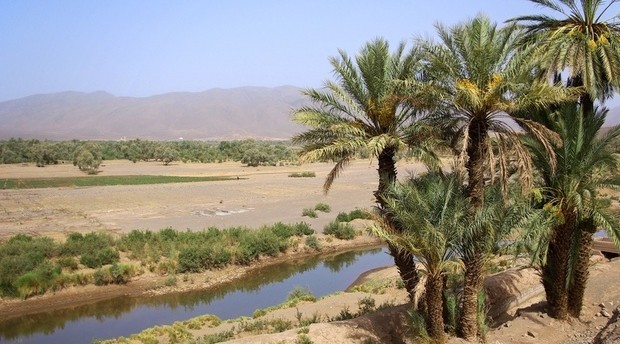 Oasis