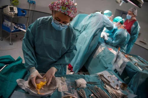 Une assistante prépare le rein qui va être transplanté au patient Juan Benito Druet