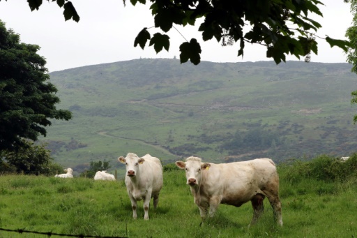 Des vaches dans un pré tout proche de Newry en Irlande du Nord et de Dundalk en Irlande