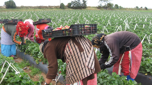 agriculture_marocaine_femmes