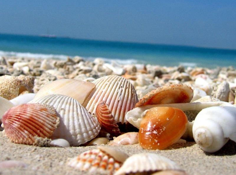 coquillages
