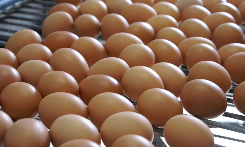 oeufs
