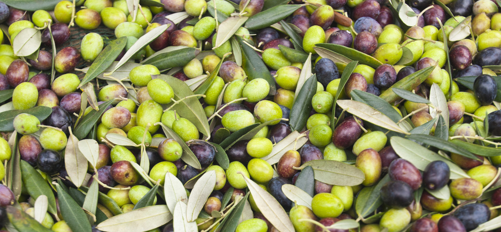 Olives