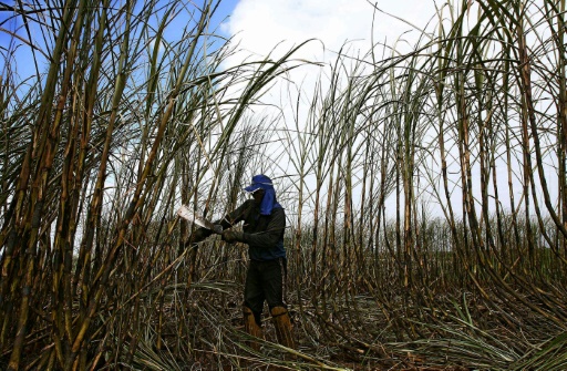 Un paysan dans un champ de canne à sucre, au Brésil