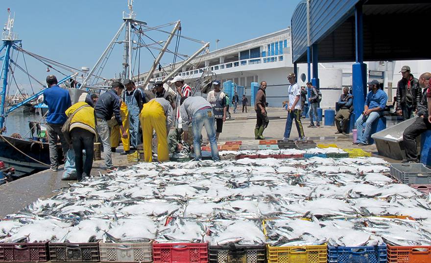 Maroc-Debarquement-poissons