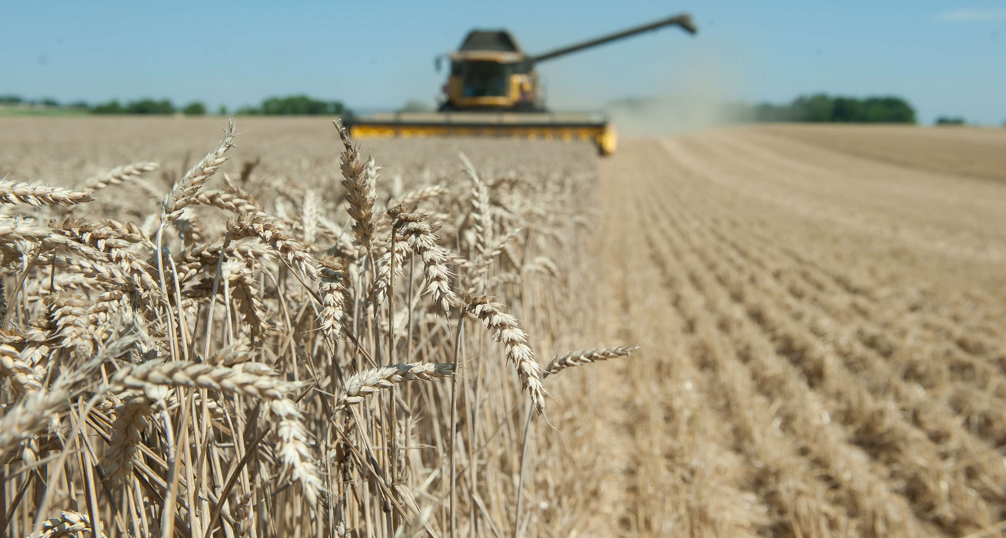 récole céréalière-blé