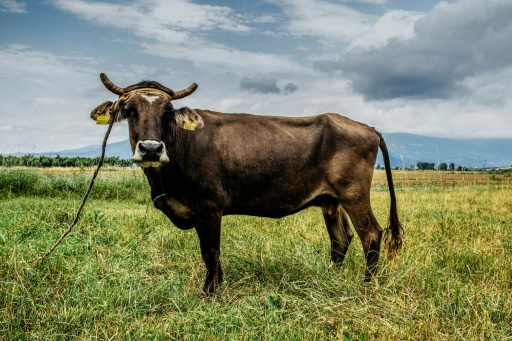 penka-vache