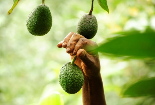 avocat-kenya
