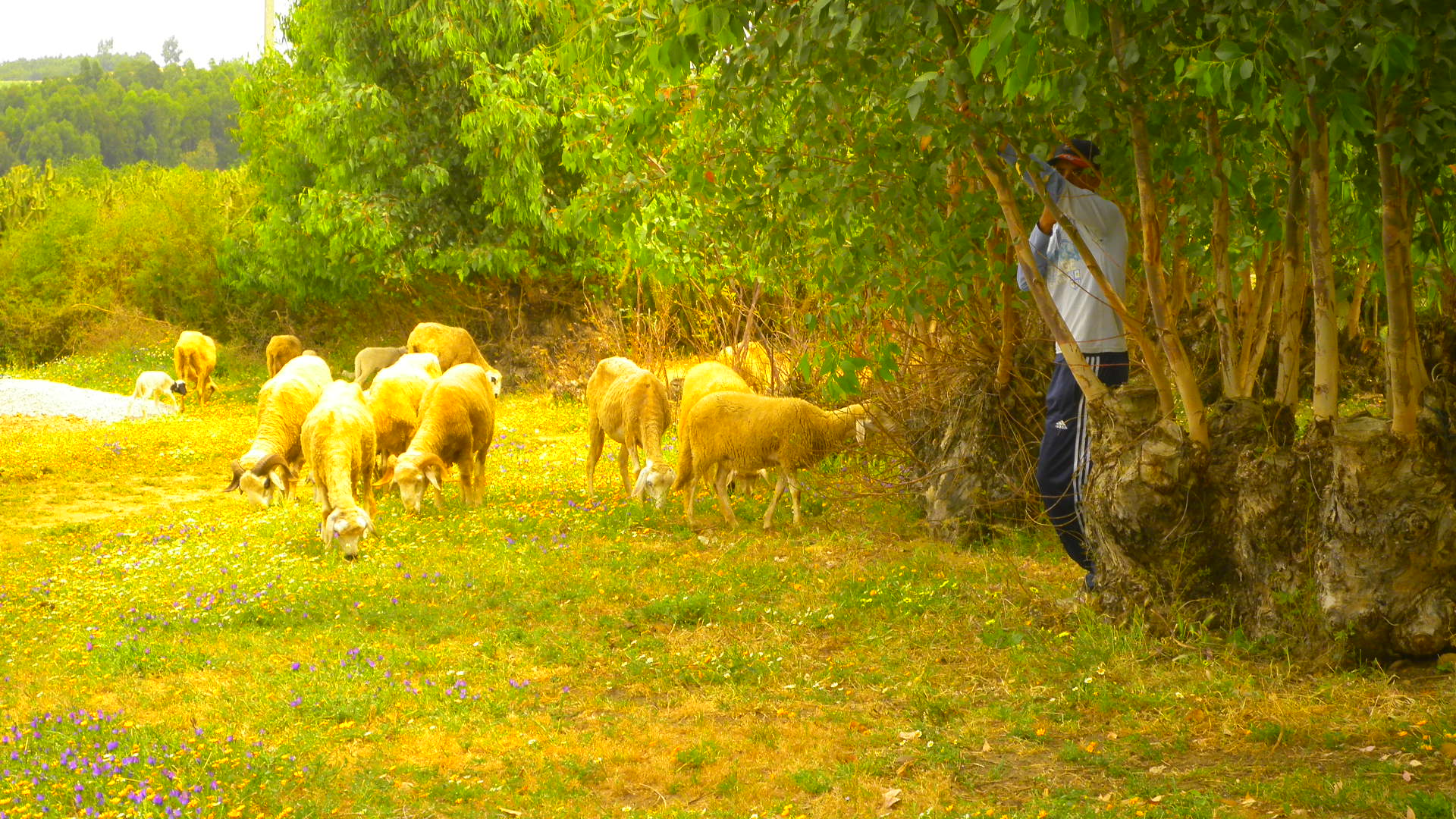 moutons