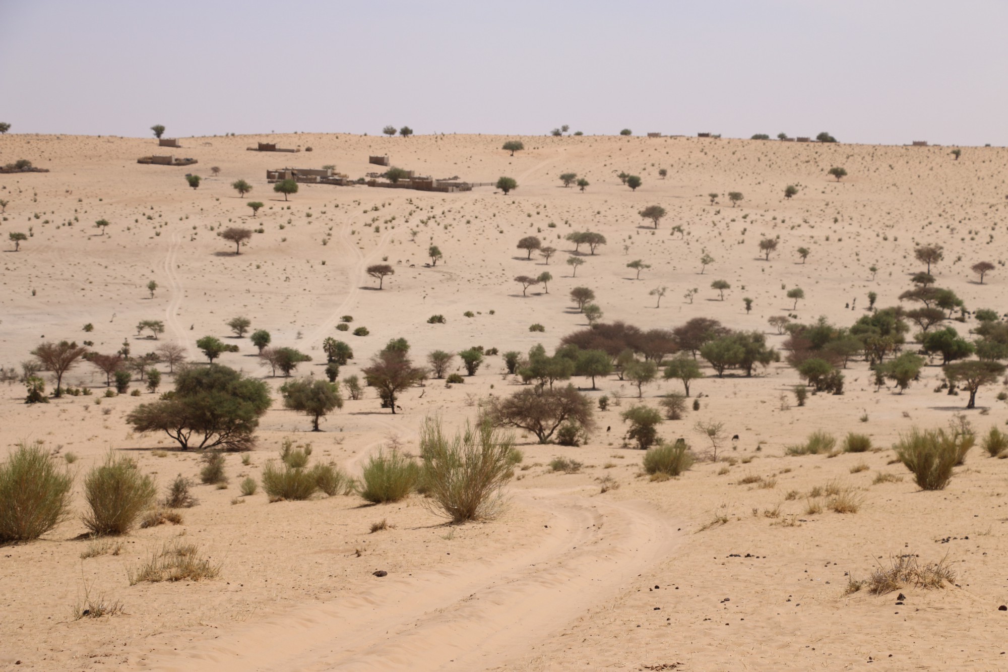 sahel