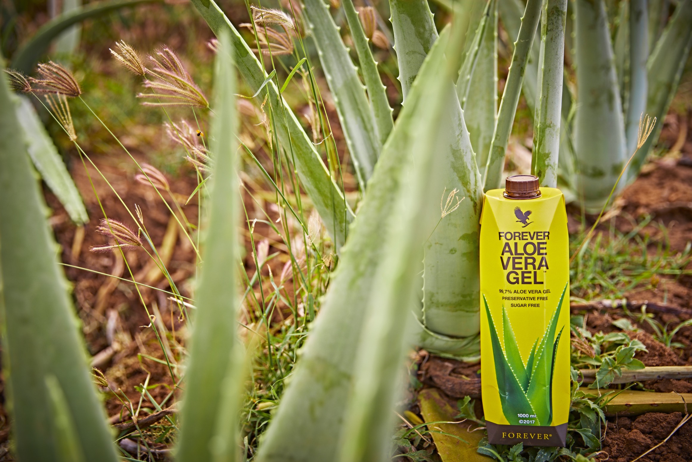 Aloe Vera Gel in Tetra Pak Plantations_003