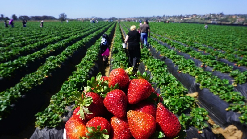 fraises huelva