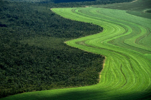 champs cultivés à la lisière de la savane Cerrado fôret