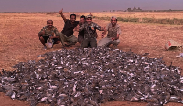 Massacfre  de tourterelles Marrakech