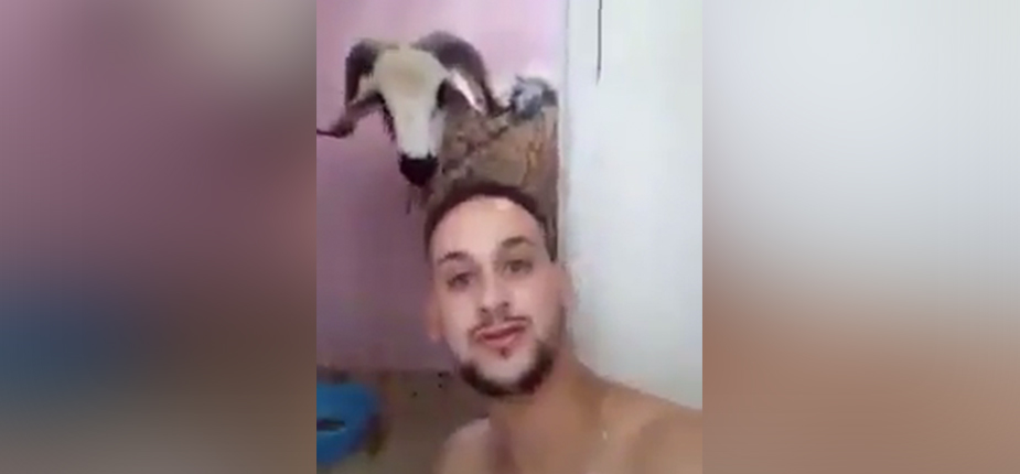 selfie mouton