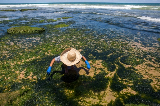 Marée noire brésil