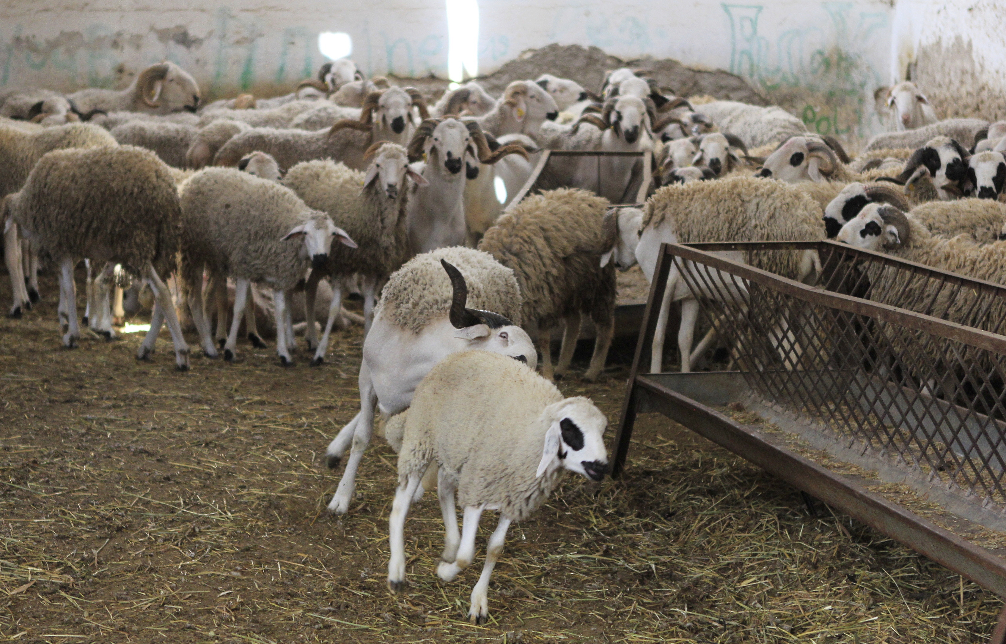 Aïd Al Adha mouton