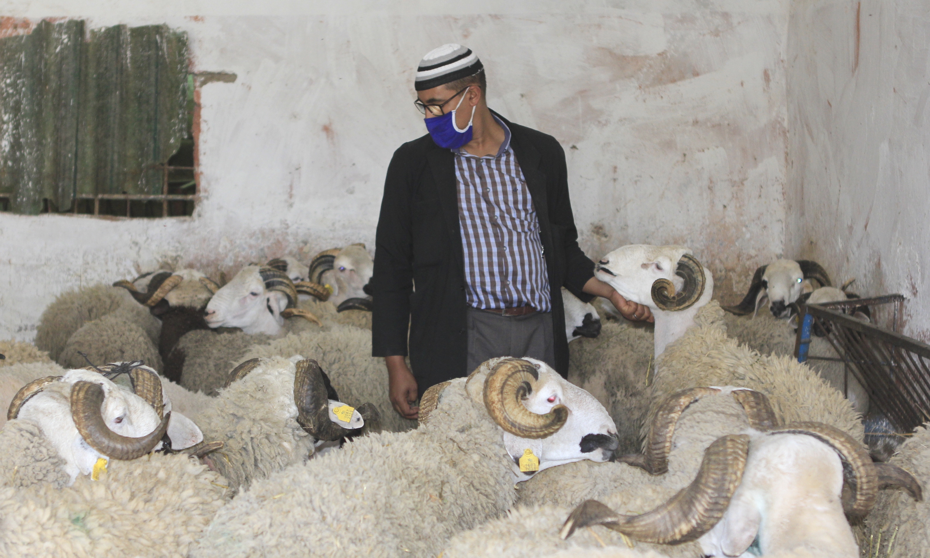 Aïd Al Adha mouton