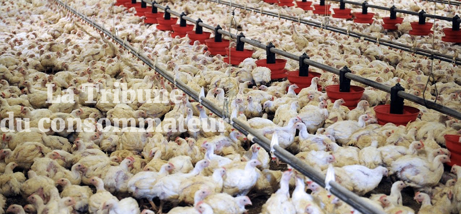 poulet consommateur