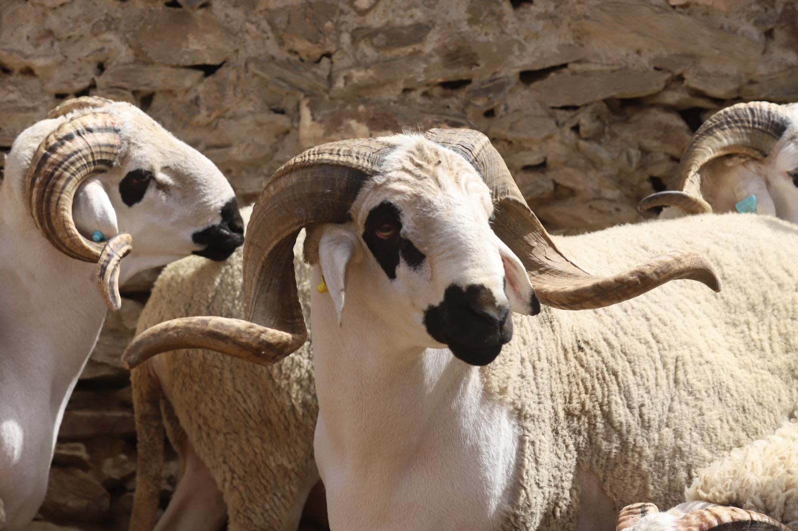 Libre Tribune : Conséquences de la crise de l’élevage au Maroc, problématique et défis à relever