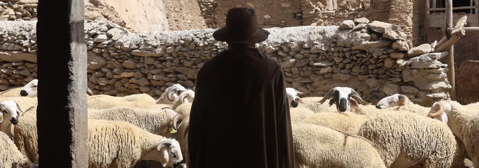 Aïd Al Adha cheptel moutons