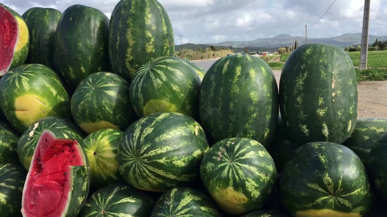 pastèque