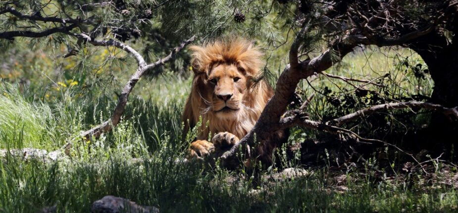Un lion dans un enclos de la réserve de Jerash (Jordanie), le 10 avril 2019