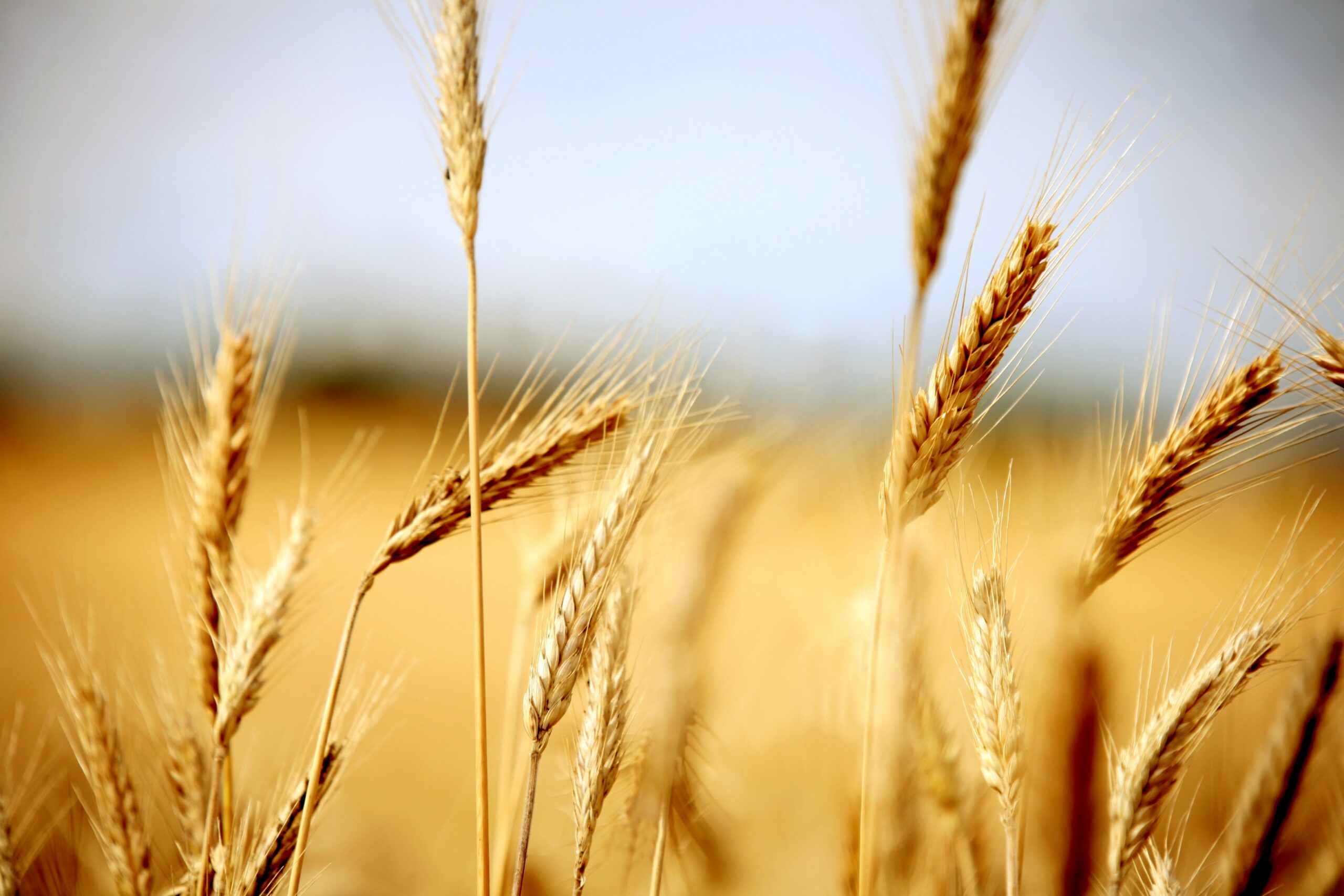 Maroc-Palestine: Examen des moyens de renforcer la coopération bilatérale dans le domaine agricole