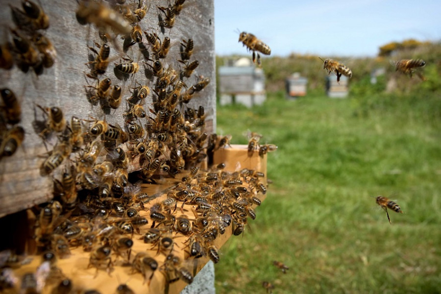 Effondrement des colonies d&rsquo;abeilles