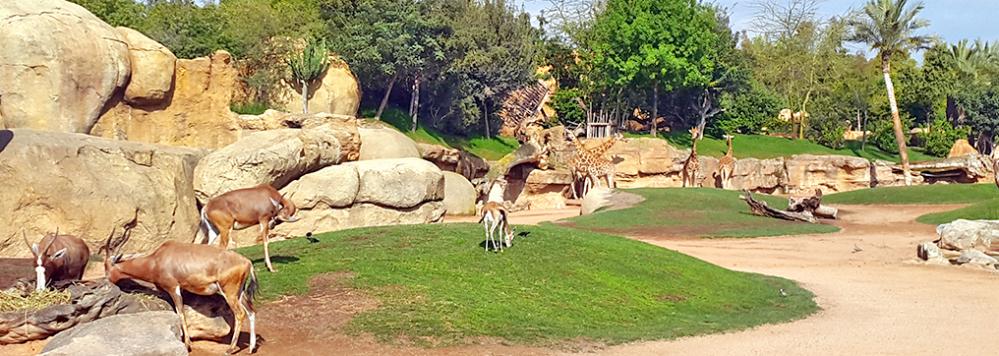 parc_zoologique_ain_sebaa