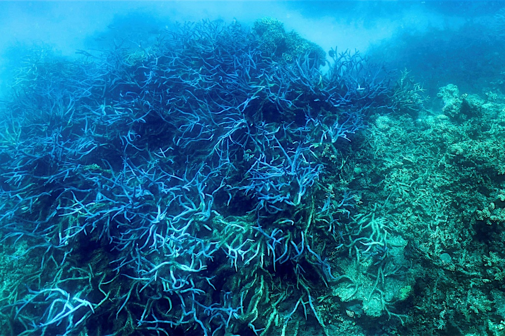 Grande Barrière de corail d’Australie
