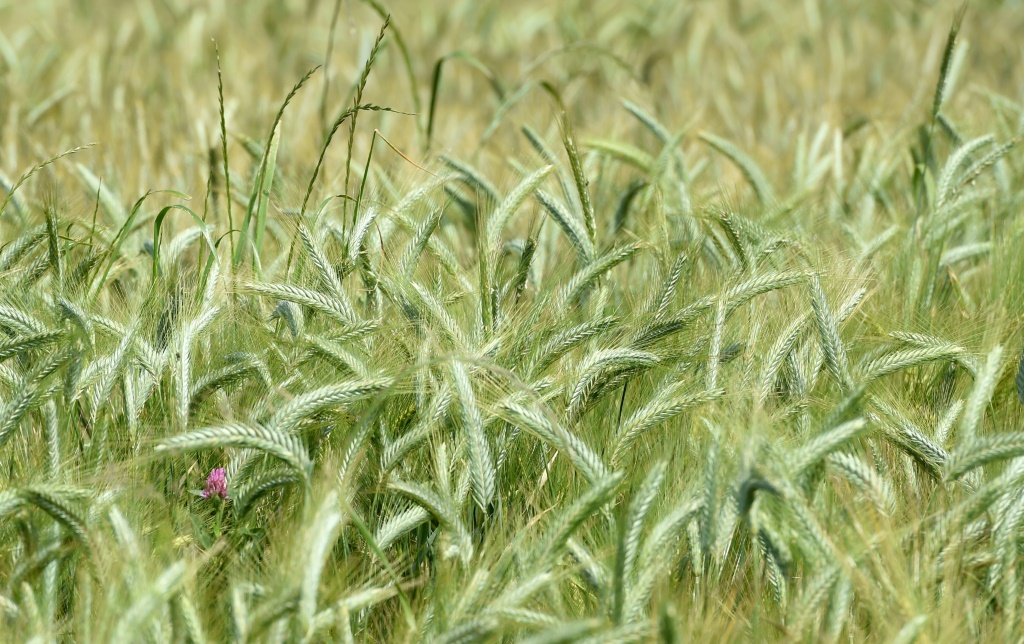 Un champ de blé