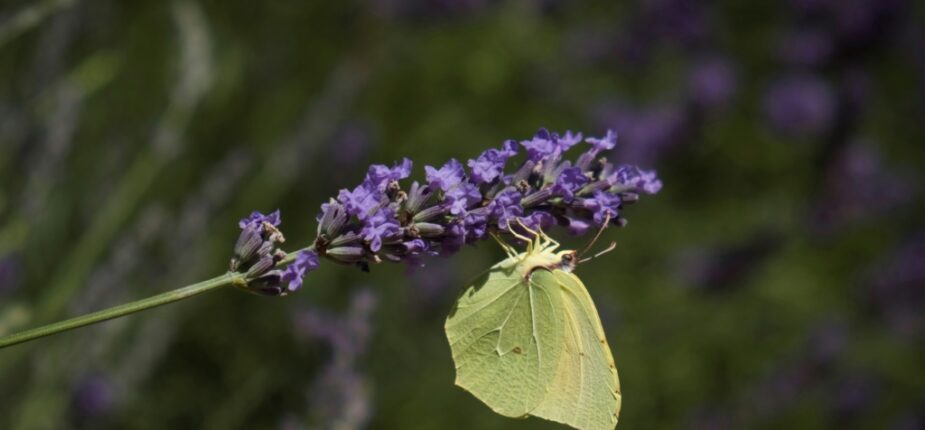 Un papillon butine une fleur de lavande à Correns dans le Vars, le 1er juillet 2018