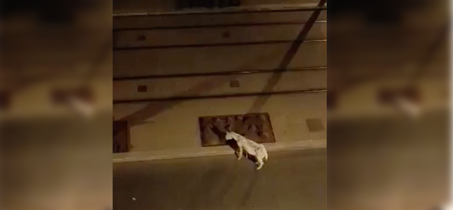IMG2