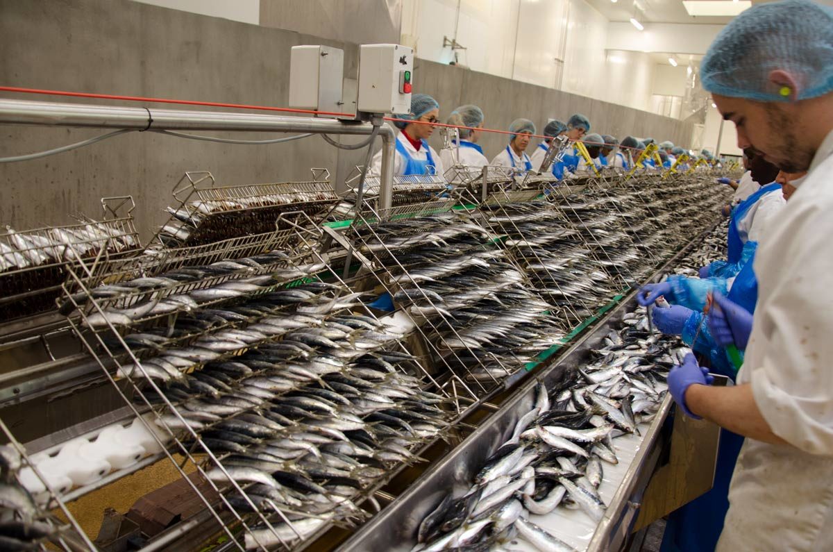 sardine en conserve