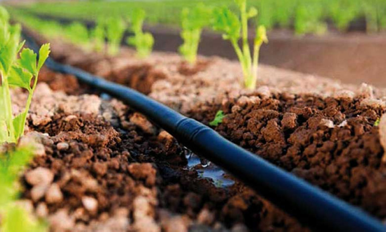 agriculture