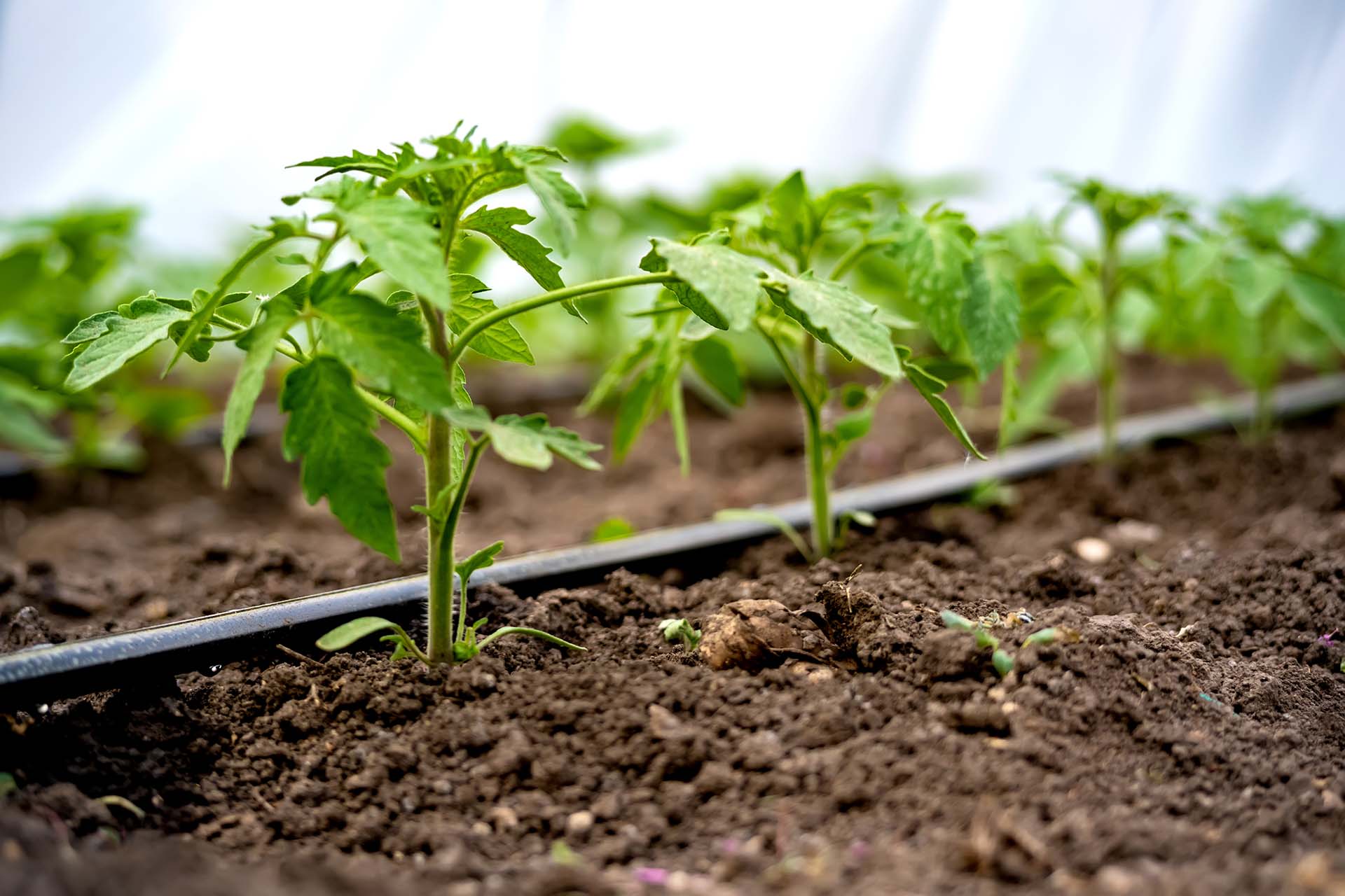 irrigation