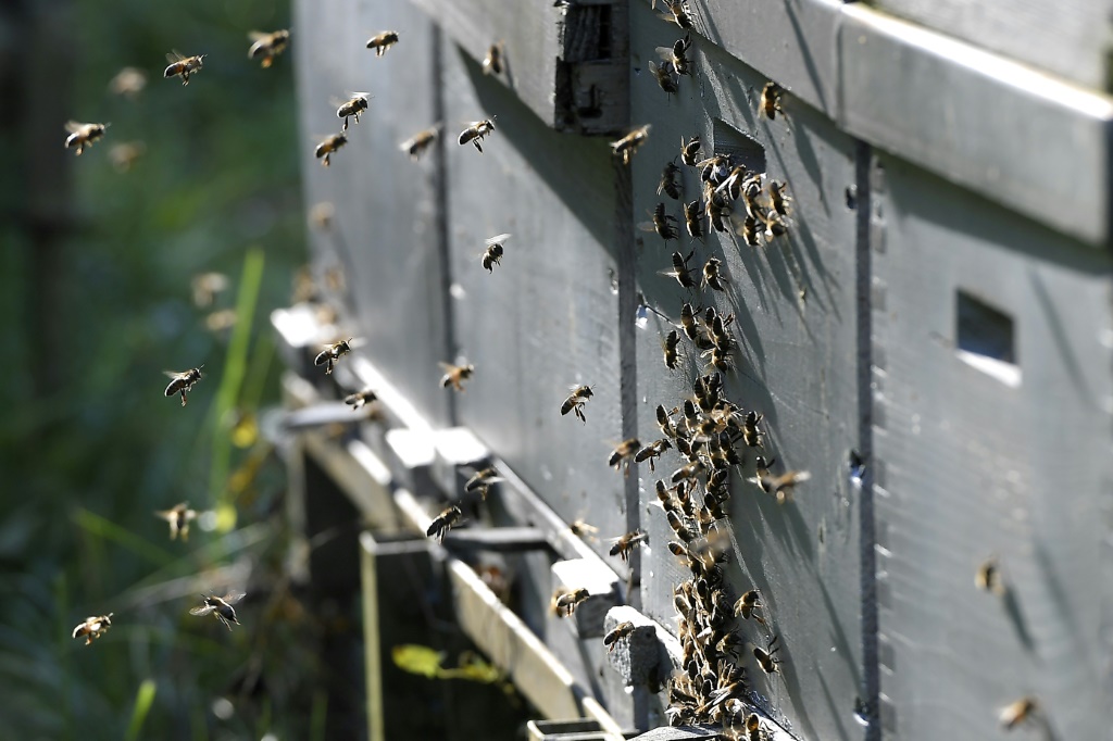 abeilles