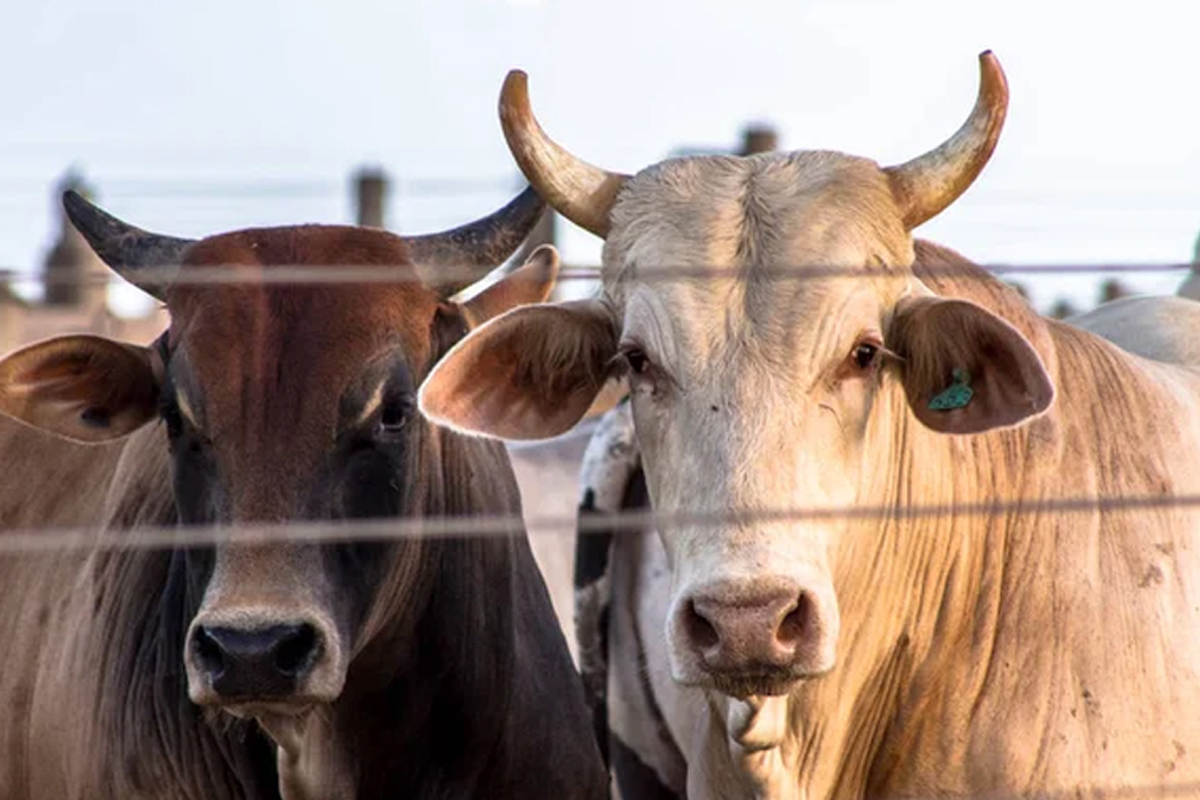 Les-bovins-importes-du-Bresil-